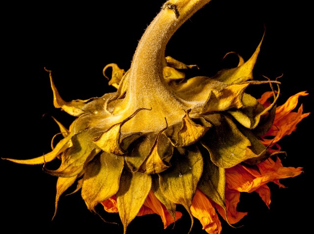 Dying sunflower
