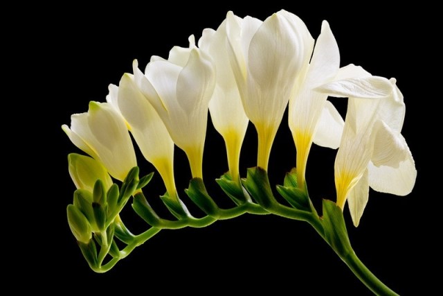 Freesia