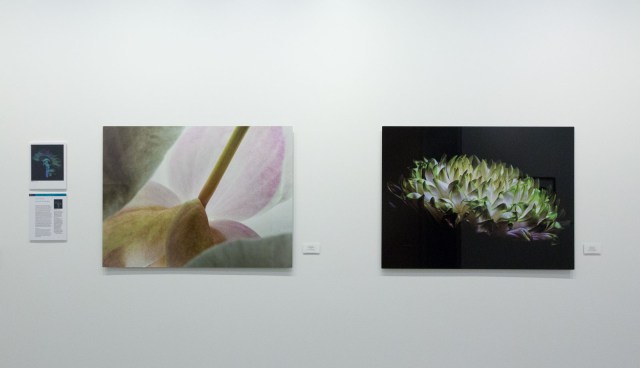 Pomerantz Peter Brown Gallery 2016